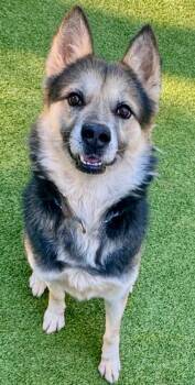 Shep -  Shepherd and Husky Dog Available for Adoption in Sandy Springs, Georgia - Shep | PetCurious