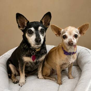 Sandy 54466 -  Chihuahua Dog for Adoption in Las Vegas, Nevada - Sandy 54466 | PetCurious