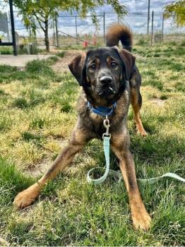 Clooney -  Shepherd Dog for Adoption in Salem, Oregon - Clooney | PetCurious