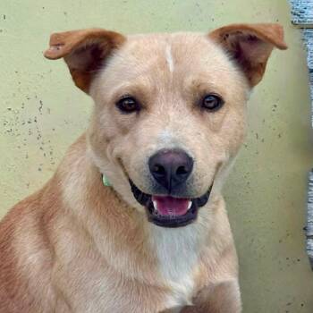 Milo -  Yellow Labrador Retriever and Mixed Breed Dog for Adoption in Marshall, Texas - Milo | PetCurious