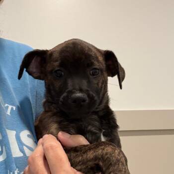 Alexandria 22910 -  Chihuahua and Mixed Breed Dog for Adoption in Cumming, Georgia - Alexandria 22910 | PetCurious