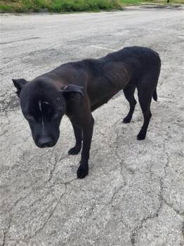 A813158 -  Labrador Retriever Dog for Adoption in San Antonio, Texas - A813158 | PetCurious