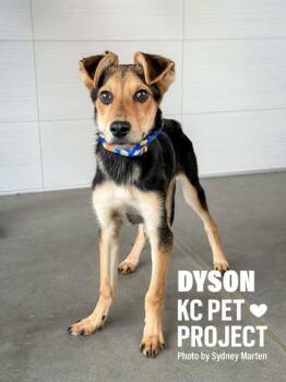 Dyson -  Mixed Breed Dog for Adoption in Kansas City, Missouri - Dyson | PetCurious