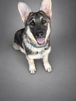 Fritz -  German Shepherd Dog and Mixed Breed Dog for Adoption in Bowling Green, Kentucky - Fritz | PetCurious