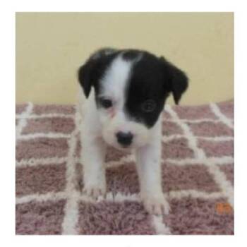 Mixed Breed Dogs Available for Adoption - Violet | PetCurious