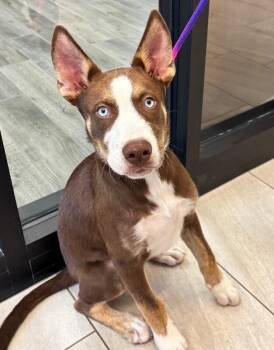 Maui -  Husky and Mixed Breed Dog for Adoption in Providence Forge, Virginia - Maui | PetCurious