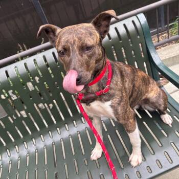 Millicent -  Mixed Breed Dog for Adoption in Chicago, Illinois - Millicent | PetCurious