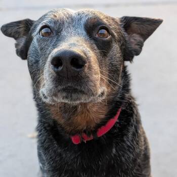 Whiskey -  Australian Cattle Dog Blue Heeler Dog for Adoption in Cheyenne, Wyoming - Whiskey | PetCurious