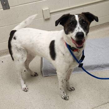 Nate -  Australian Cattle Dog Blue Heeler and Mixed Breed Dog Available for Adoption in Murray, Utah - Nate | PetCurious