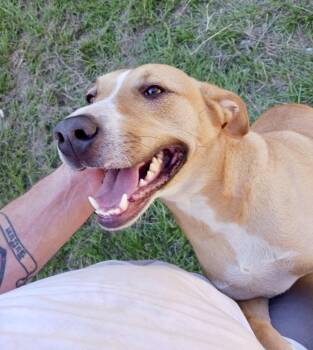 Rescue Labrador Retriever and Pit Bull Terrier Dogs for Adoption - ATHENA ….super Sweet Girl!!!!!! | PetCurious