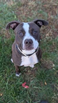 Rescue Mixed Breed Dogs for Adoption in Benton Harbor, Michigan - Mushy | PetCurious