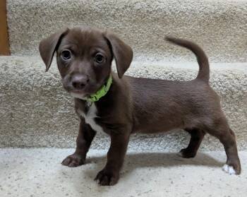 Sonoma -  Chihuahua and American Staffordshire Terrier Dog for Adoption in Clatskanie, Oregon - Sonoma | PetCurious