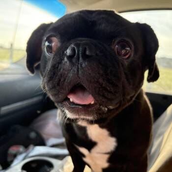 Rescue Pug Dogs for Adoption in Amarillo, Texas - Gumball | PetCurious