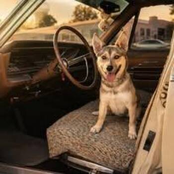 Daisy -  Australian Cattle Dog Blue Heeler and Shepherd Dog Available for Adoption in Winchester, Kentucky - Daisy | PetCurious