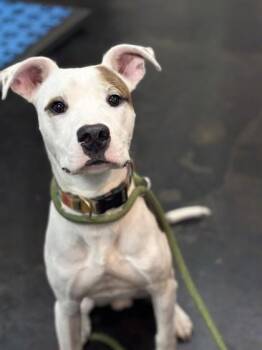 Percy -  Mixed Breed Dog for Adoption in Memphis, Tennessee - Percy | PetCurious