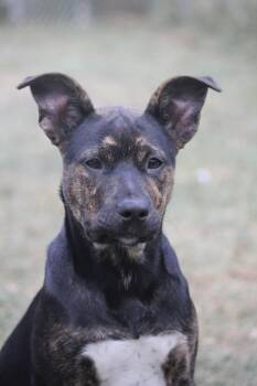 Rescue Shepherd Dogs for Adoption in Hayward, Wisconsin - Ruth | PetCurious