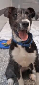 Mixed Breed Dogs Available for Adoption in Voorhees Township, New Jersey - Bluetooth | PetCurious