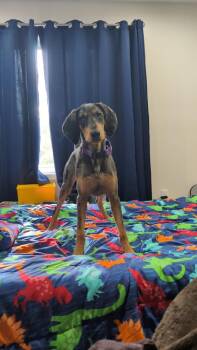 Great Dane and Hound Dogs Available for Adoption in Saginaw, Michigan - Mabel | PetCurious