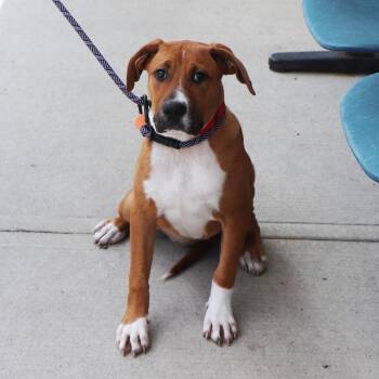 Pearl -  Mixed Breed Dog for Adoption in Port Washington, New York - Pearl | PetCurious