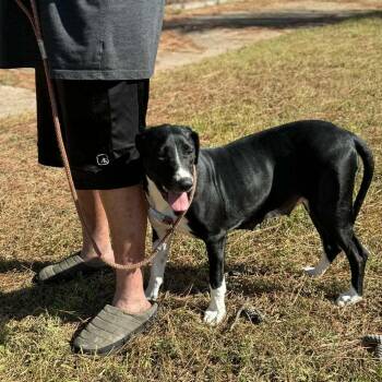 Rescue Great Dane and Black Labrador Retriever Dogs for Adoption in Spring, Texas - Mona | PetCurious