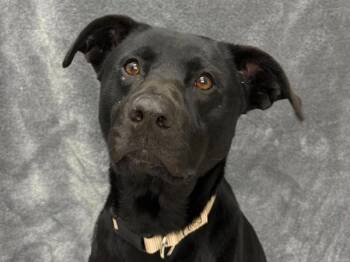 Zelda -  Labrador Retriever Dog for Adoption in Portland, Oregon - Zelda | PetCurious