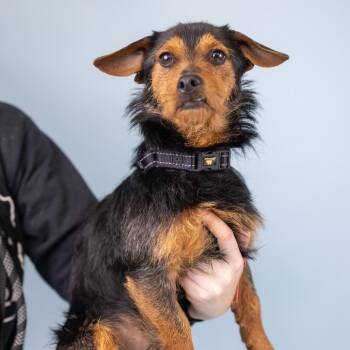 Terrier Dogs Available for Adoption in Portland, Oregon - Scotch | PetCurious