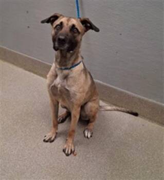 Pit Bull Terrier and Mixed Breed Dogs Available for Adoption in Las Vegas, Nevada - WOLFIE | PetCurious