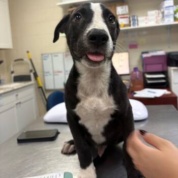 Inzo 29818 -  Mixed Breed Dog for Adoption in Middleburg, Florida - Inzo 29818 | PetCurious