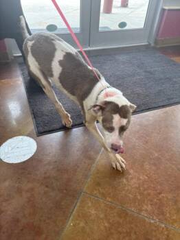 Pit Bull Terrier and Mixed Breed Dogs Available for Adoption in Texas City, Texas - DICE | PetCurious