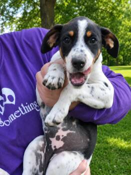 Lisa Lo -  Beagle and Australian Cattle Dog Blue Heeler Dog for Adoption in Medfield, Massachusetts - Lisa Lo | PetCurious