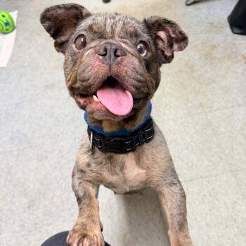 Kiwi -  French Bulldog Dog for Adoption in Newark, New Jersey - Kiwi | PetCurious
