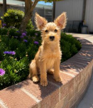 Ice Spice -  Yorkshire Terrier Dog for Adoption in Lathrop, California - Ice Spice | PetCurious