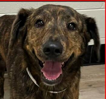 Australian Shepherd Dogs Available for Adoption in Paris, Kentucky - Zoe | PetCurious