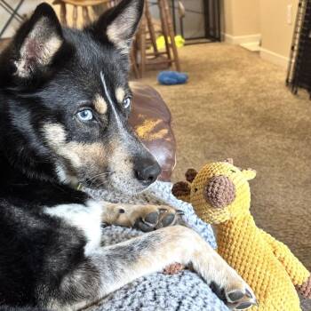 Husky and Australian Cattle Dog Blue Heeler Dogs Available for Adoption in Gulfport, Mississippi - Victra | PetCurious