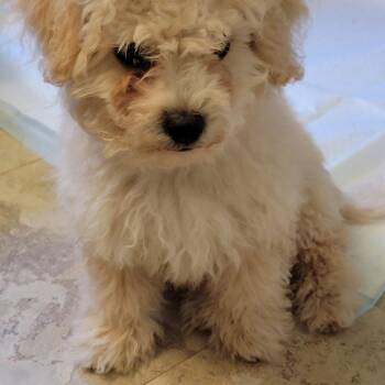 Mr. Noodle -  Maltipoo Dog for Adoption in Arcadia, California - Mr. Noodle | PetCurious
