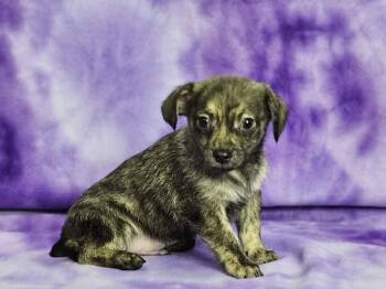Benjamin -  Chiweenie Dog for Adoption in East Sparta, Ohio - Benjamin | PetCurious