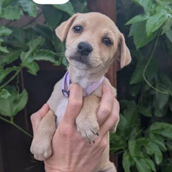 MJ -  Terrier and Poodle Dog for Adoption in San Diego, California - MJ | PetCurious
