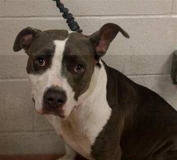 MAISY -  Mixed Breed Dog for Adoption in Columbia, South Carolina - MAISY | PetCurious
