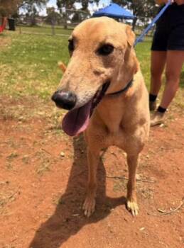 Greyhound Dogs Available for Adoption - Patrick Bale (Patty) | PetCurious