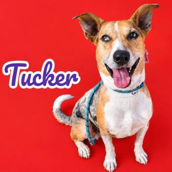 Tucker -  Catahoula Leopard Dog Dog for Adoption in Scottsdale, Arizona - Tucker | PetCurious