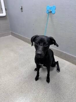 WENDY -  Labrador Retriever Dog for Adoption in Las Vegas, Nevada - WENDY | PetCurious