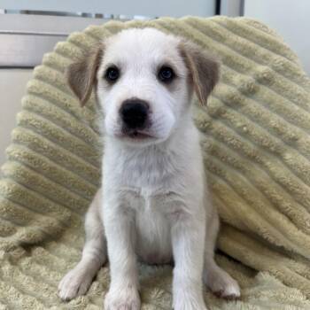 Lochness -  Australian Shepherd and Great Pyrenees Dog for Adoption in Kanab, Utah - Lochness | PetCurious