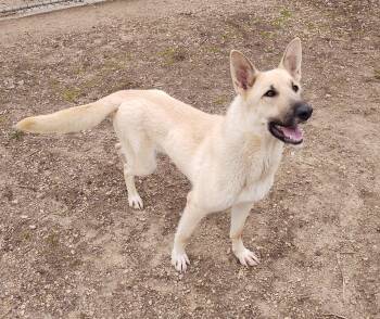 Shepherd Dogs Available for Adoption in Maquoketa, Iowa - Sammie | PetCurious
