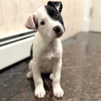 Border Collie and Terrier Dogs Available for Adoption - NY Eloise Avail Feb 14 (Tractor Supply Patterson) | PetCurious
