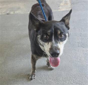 A885119 -  Australian Cattle Dog Blue Heeler and Mixed Breed Dog for Adoption in Camarillo, California - A885119 | PetCurious