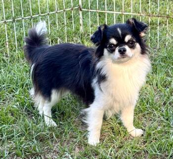 Chihuahua Dogs Available for Adoption in Lucedale, Mississippi - Ziggy (6 Lbs) | PetCurious