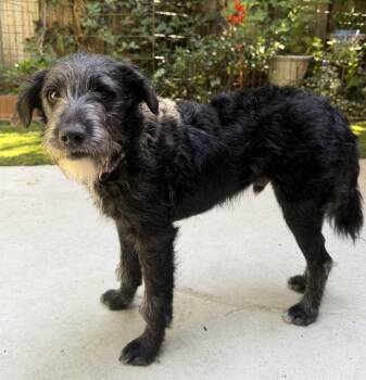 Bugsy -  Schnauzer and Poodle Dog for Adoption in Palo Alto, California - Bugsy | PetCurious
