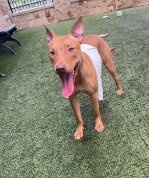 Staffordshire Bull Terrier Dogs Available for Adoption in Seguin, Texas - Brenda | PetCurious