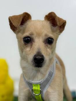 Rosy-One of our Amazing Rescue Dogs -  Chihuahua and Border Terrier Dog for Adoption in Carlsbad, California - Rosy-One Of Our Amazing Rescue Dogs | PetCurious