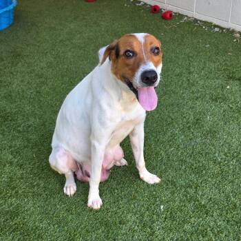 Rescue Jack Russell Terrier and Mixed Breed Dogs for Adoption in Loxahatchee Groves, Florida - VALLEY 5755 | PetCurious